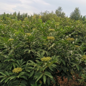 吴茱萸中花产地批发，中花吴茱萸树苗，棰油子树苗，农家香