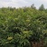 吴茱萸中花产地批发，中花吴茱萸树苗，棰油子树苗，农家香