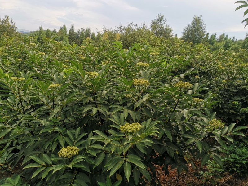 吴茱萸中花产地批发，中花吴茱萸树苗，棰油子树苗，农家香
