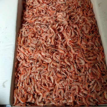 南极磷虾干磷虾磷虾南极磷虾地摊磷虾磷虾仁