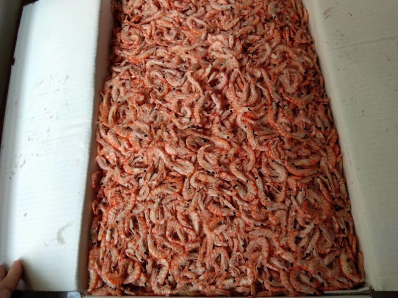 南极磷虾干磷虾磷虾南极磷虾地摊磷虾磷虾仁