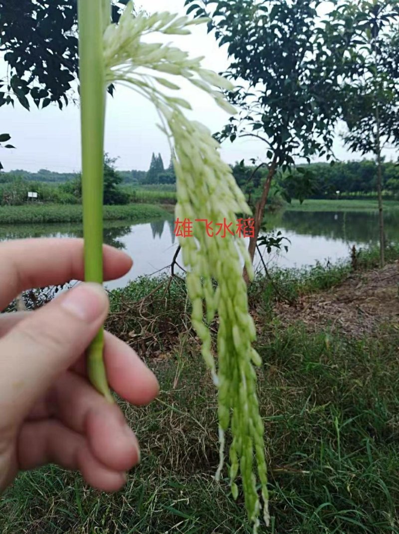 黄花粘晚稻谷稻谷虾田稻软粘晚稻黄花粘稻谷