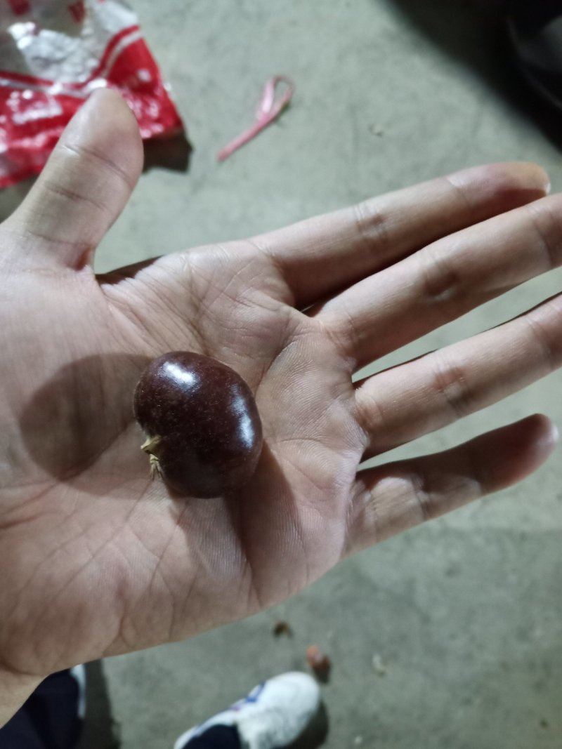 栗子