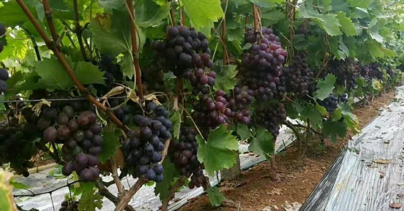 玫瑰香葡萄苗，山东玫瑰香葡萄苗基地，质壮苗纯