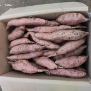 潍坊蜜薯烟薯25农户自种自销高岭沙土种植蜜薯