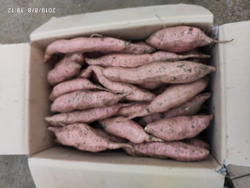 潍坊蜜薯烟薯25农户自种自销高岭沙土种植蜜薯