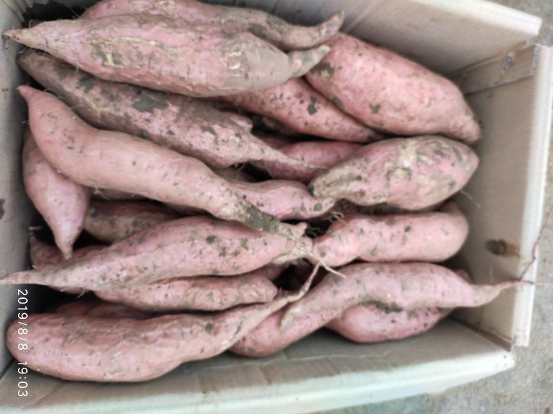 潍坊蜜薯烟薯25农户自种自销高岭沙土种植蜜薯