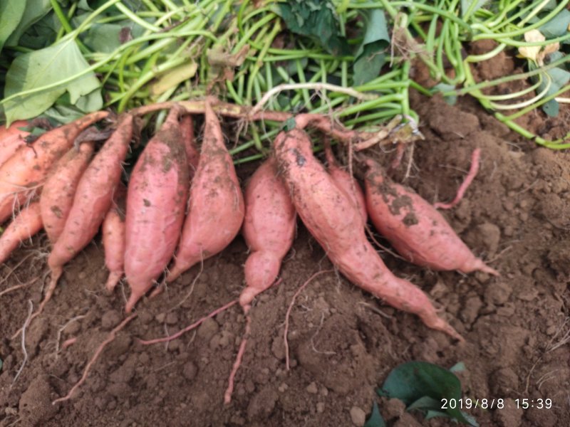 潍坊蜜薯烟薯25农户自种自销高岭沙土种植蜜薯