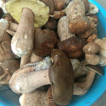 湖北十堰深山野生牛肝菌
