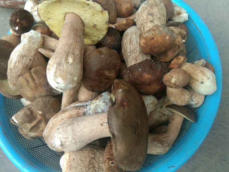 湖北十堰深山野生牛肝菌