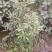 大凉山药用八角苗大量供应