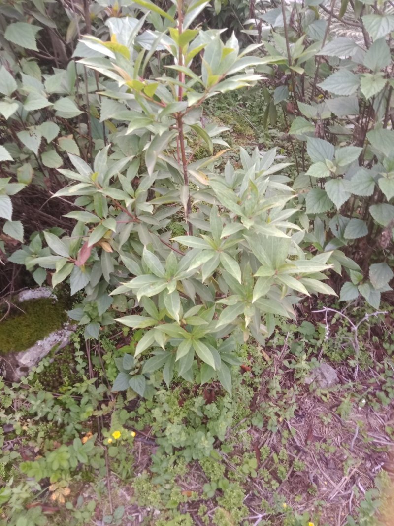 大凉山药用八角苗大量供应