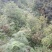 大凉山药用八角苗大量供应
