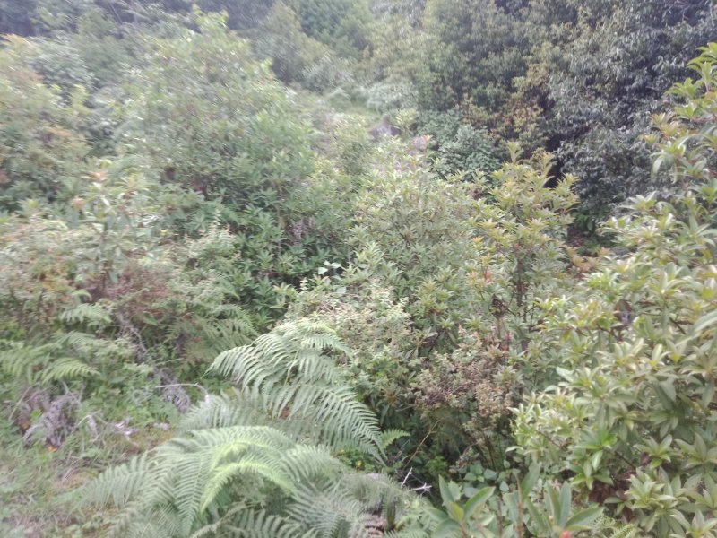 大凉山药用八角苗大量供应