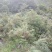 大凉山药用八角苗大量供应