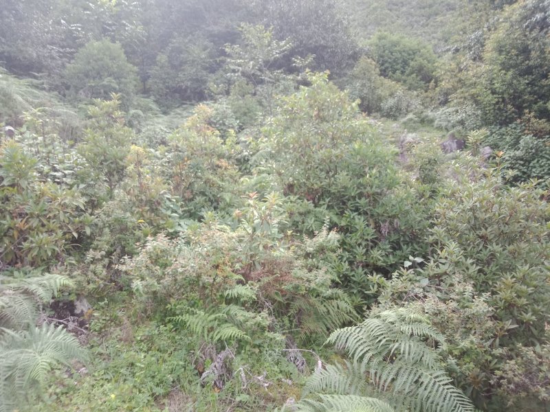 大凉山药用八角苗大量供应