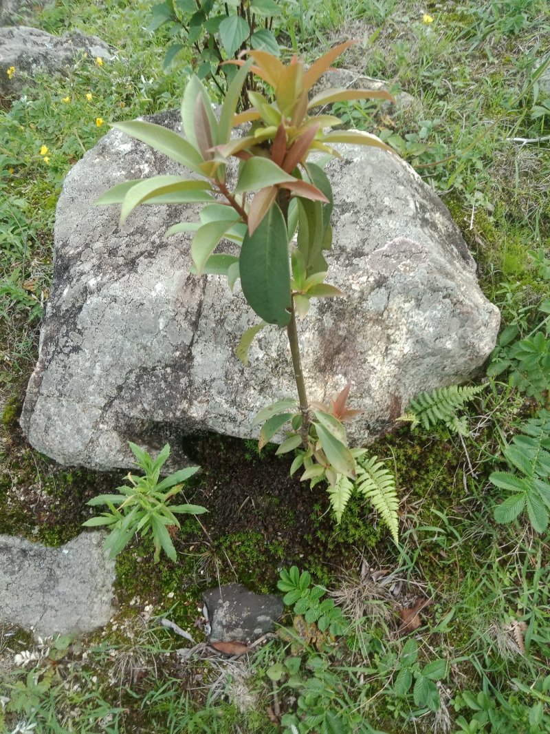 大凉山药用八角苗大量供应