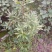 大凉山药用八角苗大量供应
