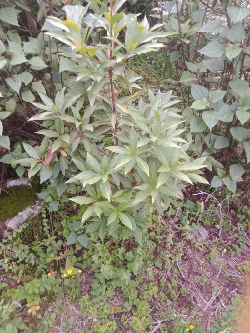 大凉山药用八角苗大量供应