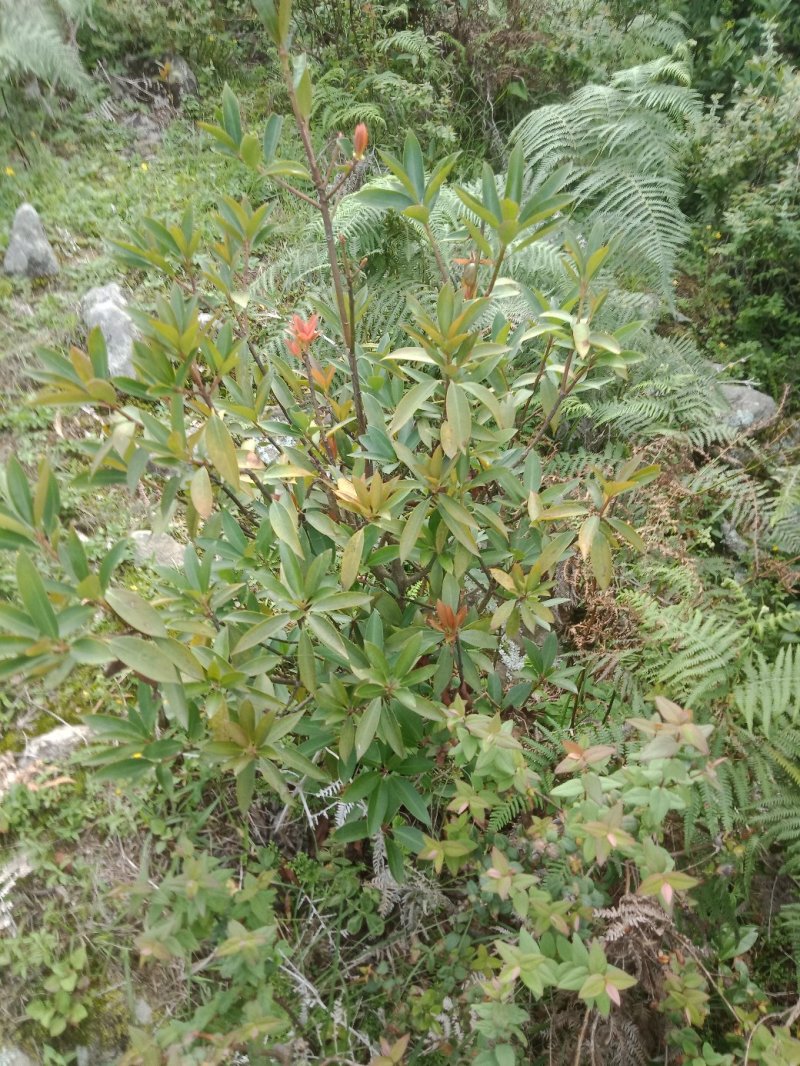大凉山药用八角苗大量供应