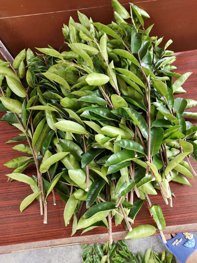 绿奇楠二代芽条，品质保证，优良品种，结香非常好