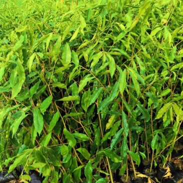 海南花梨奇楠沉香批发