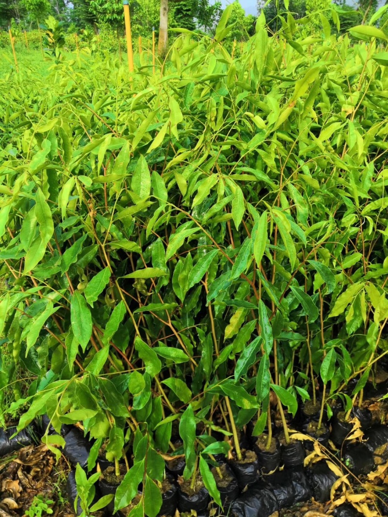 海南花梨奇楠沉香批发