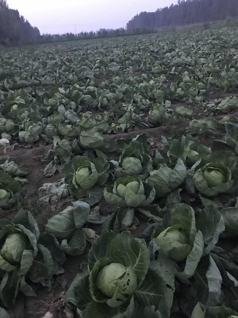 🥬甘蓝，卷心菜