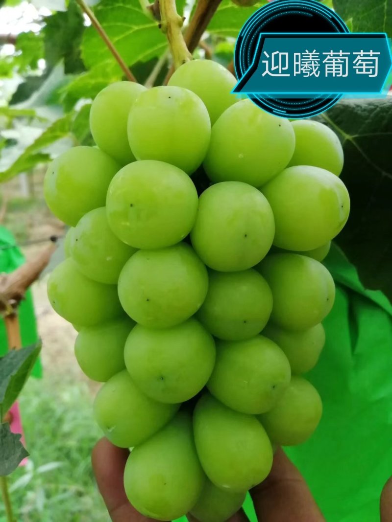 阳光玫瑰