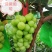 阳光玫瑰