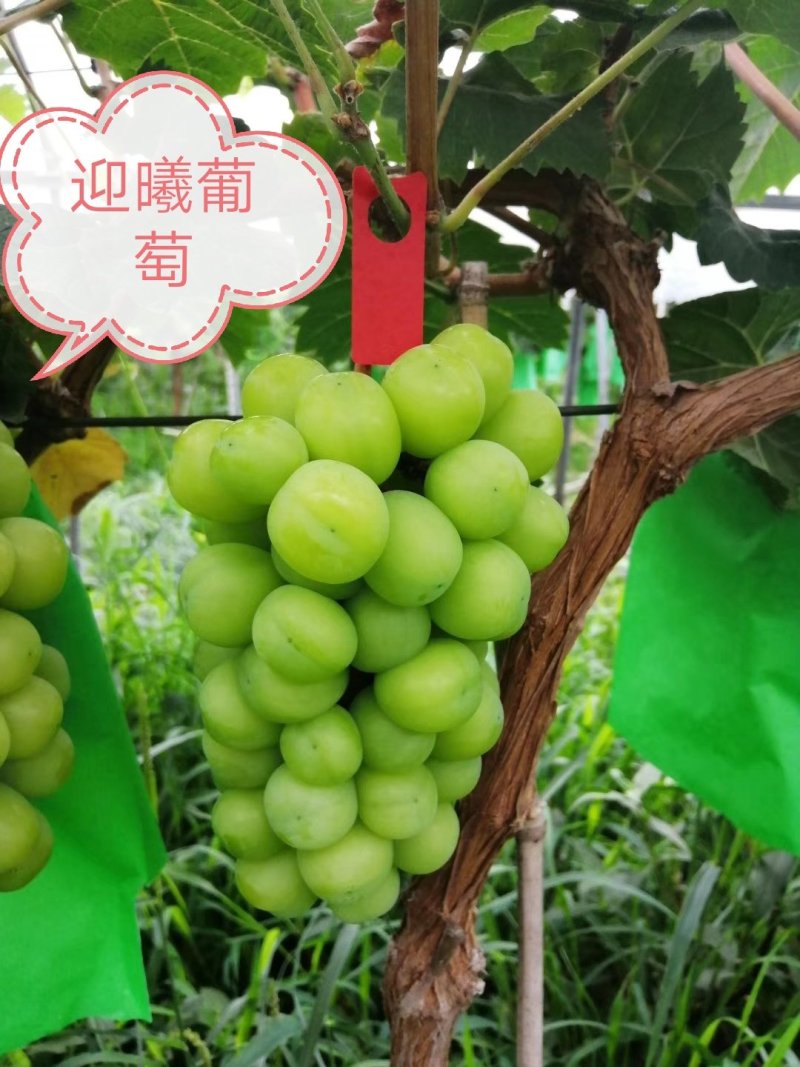 阳光玫瑰
