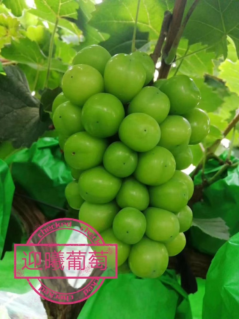 阳光玫瑰