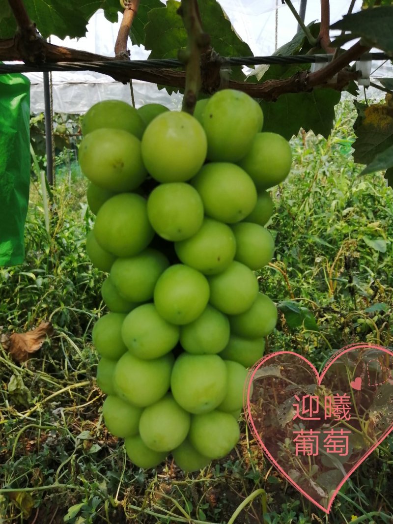 阳光玫瑰