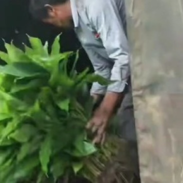 草果苗