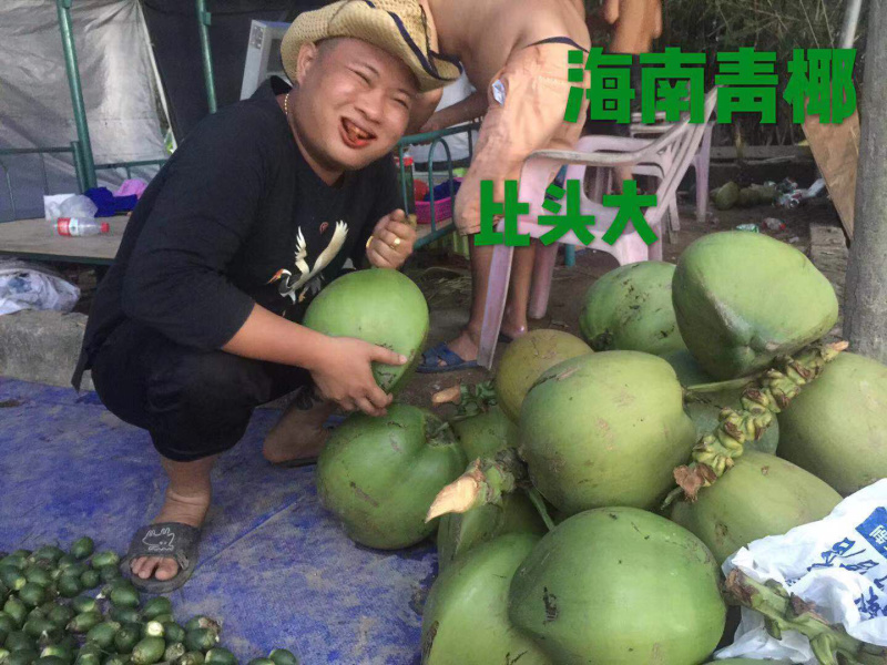 海南青椰带皮发货5-7斤左右一个大果