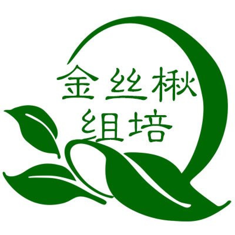 楸树3～5公分精品组培金丝楸树苗楸树苗