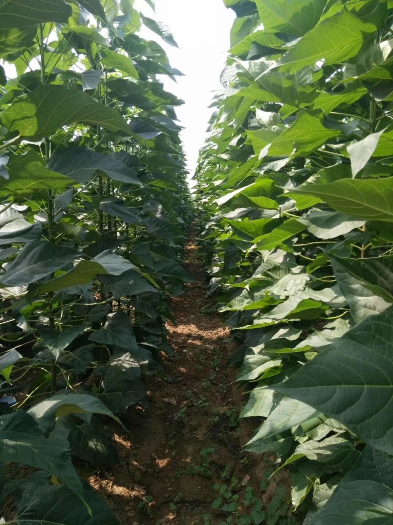 楸树3～5公分精品组培金丝楸树苗楸树苗