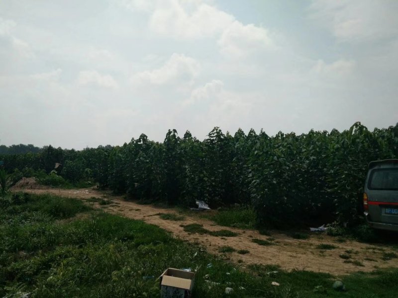 楸树3～5公分精品组培金丝楸树苗楸树苗