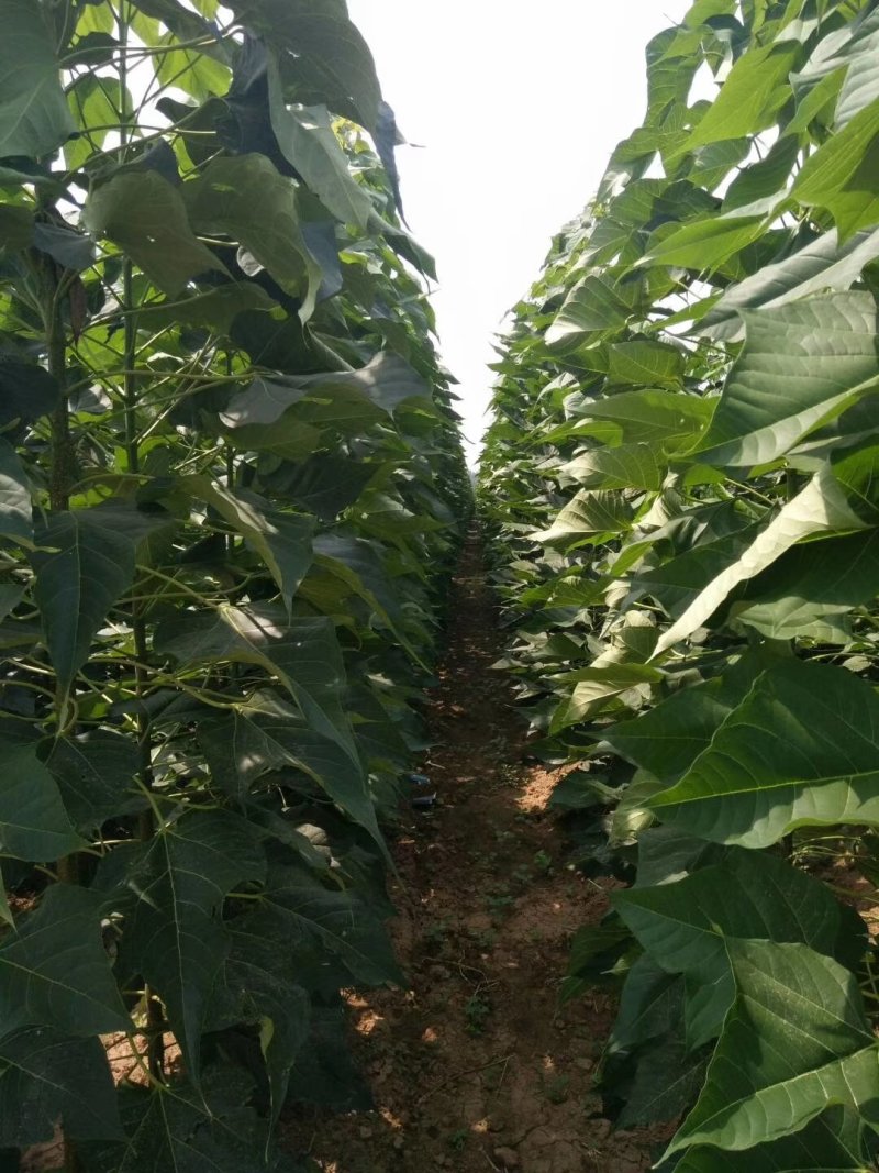 楸树3～5公分精品组培金丝楸树苗楸树苗