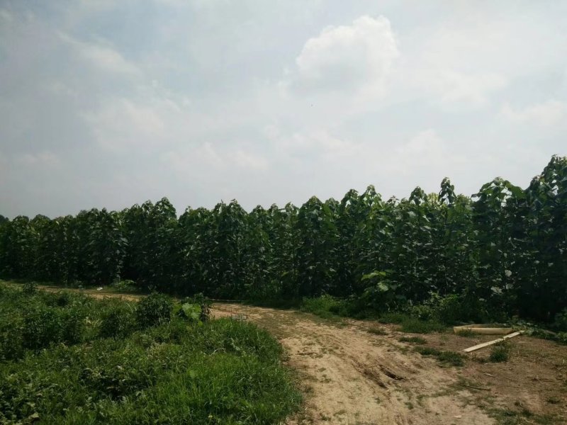 楸树3～5公分精品组培金丝楸树苗楸树苗