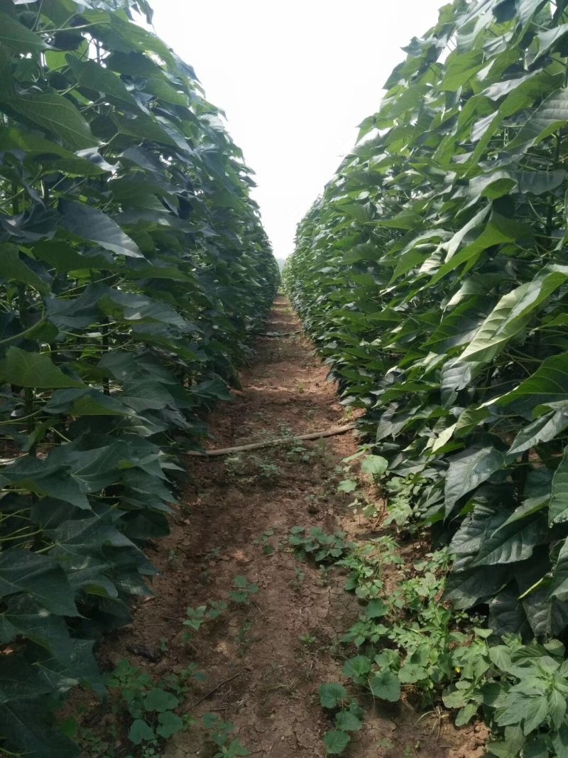楸树3～5公分精品组培金丝楸树苗楸树苗