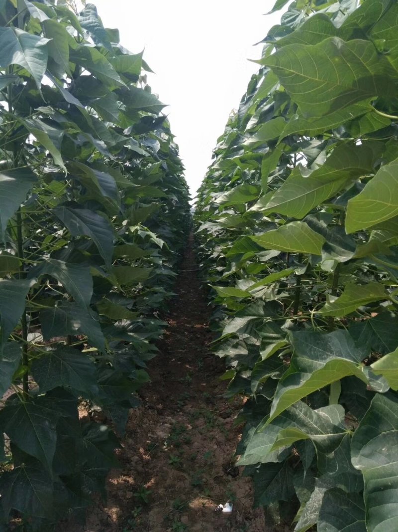 楸树3～5公分精品组培金丝楸树苗楸树苗