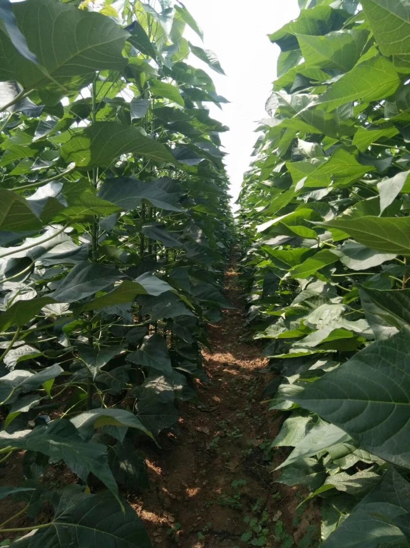 楸树3～5公分精品组培金丝楸树苗楸树苗