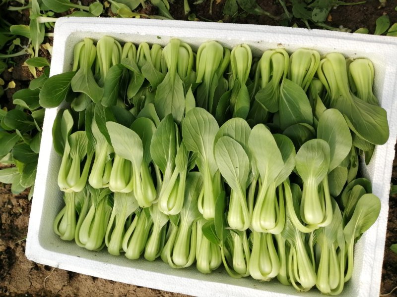 【精选】安徽小油菜食品厂上海青食堂菜电商平台商超代发代收