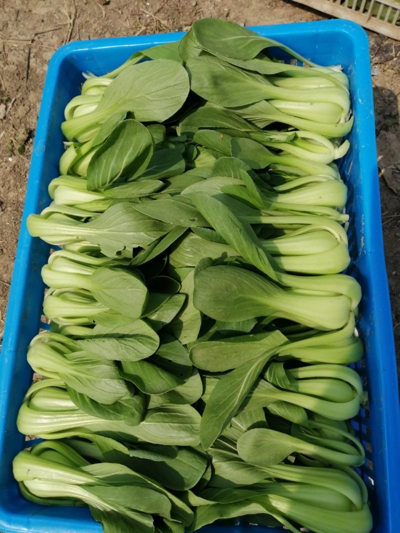【精选】安徽小油菜食品厂上海青食堂菜电商平台商超代发代收