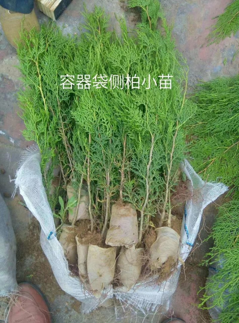 黑松\黑松苗\黑松小苗\山东黑松\黑松批发\黑松供应