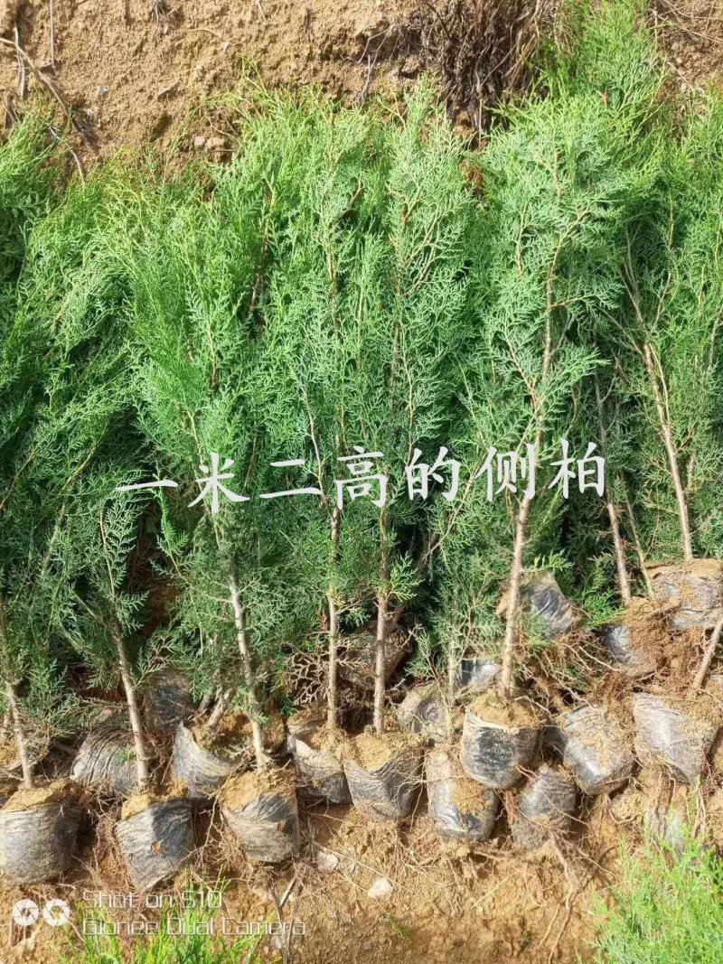 黑松\黑松苗\黑松小苗\山东黑松\黑松批发\黑松供应