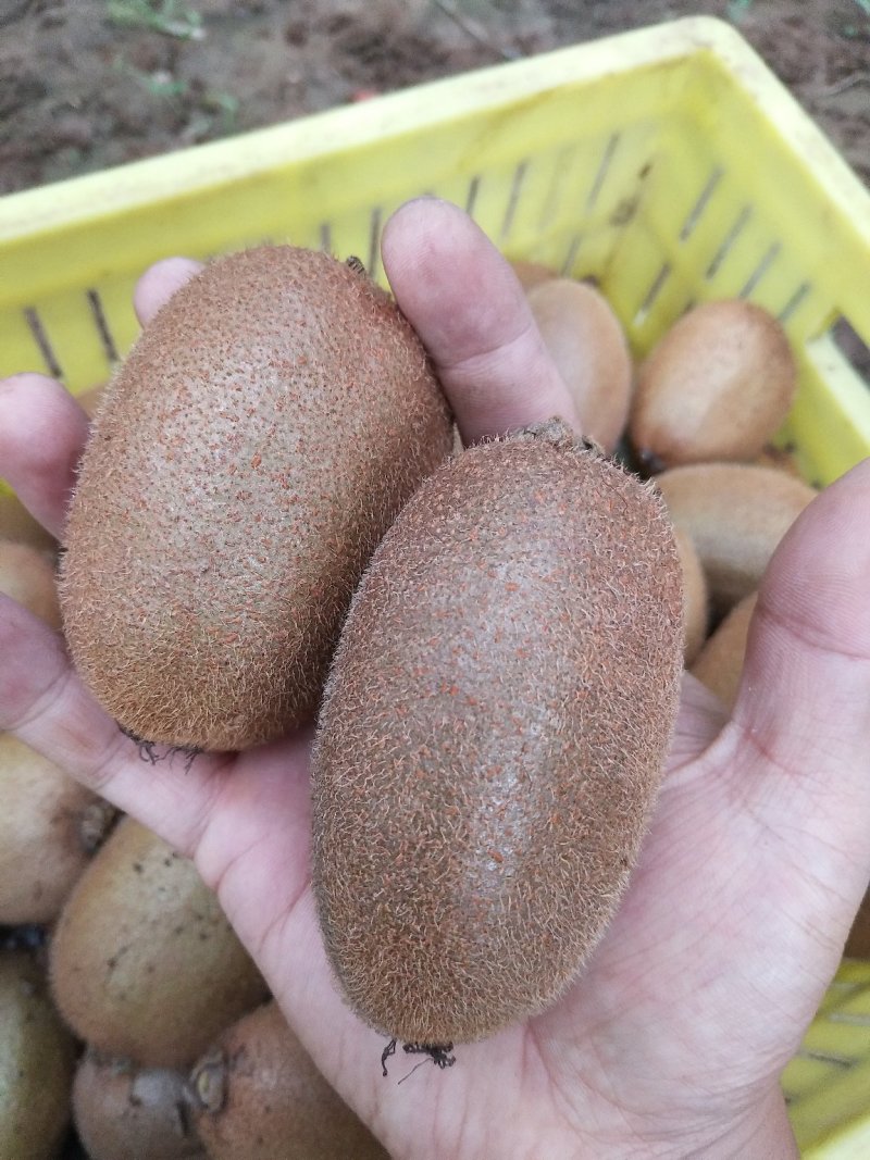 大量猕猴桃徐香亚特翠香品种齐全