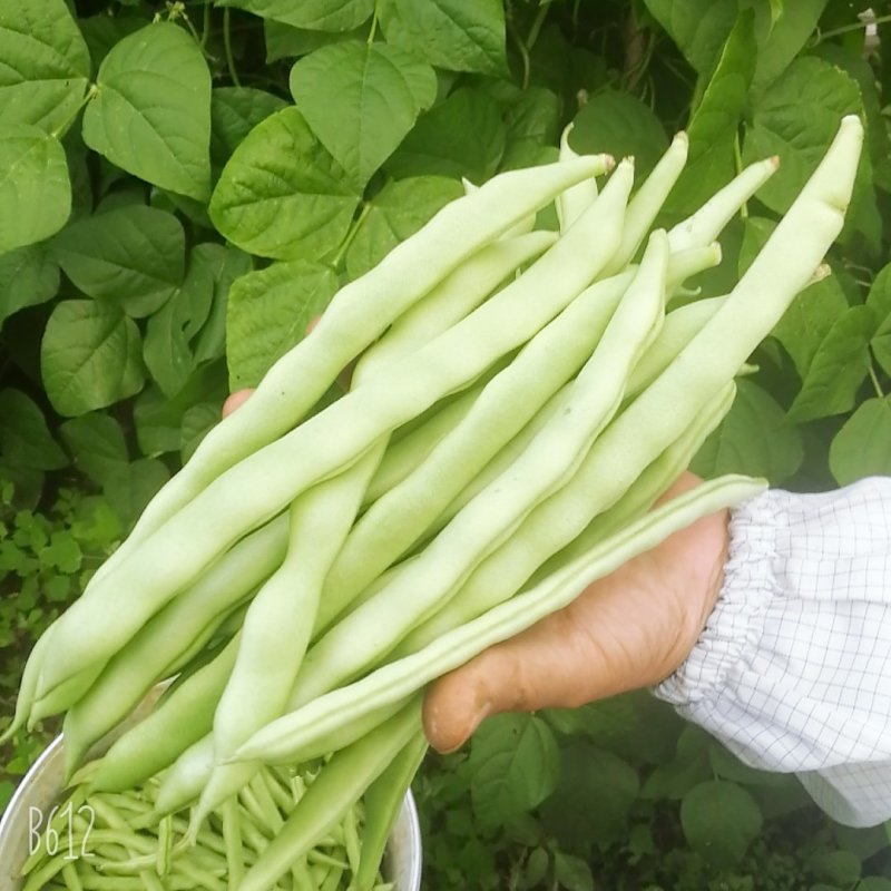 豆类