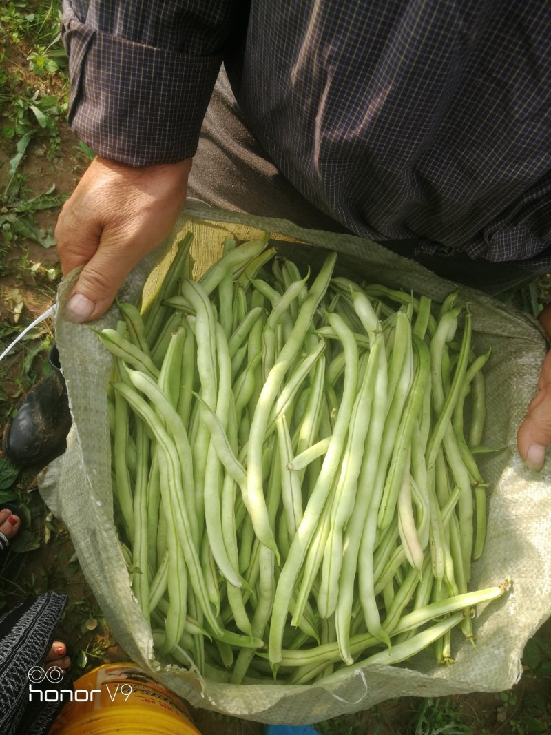 豆类